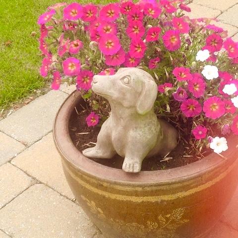 Hondje vraag 1